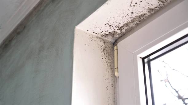 Crawl Space Mold Removal in Arapahoe, NE
