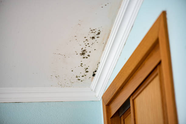 Best Toxic Mold Removal  in Arapahoe, NE