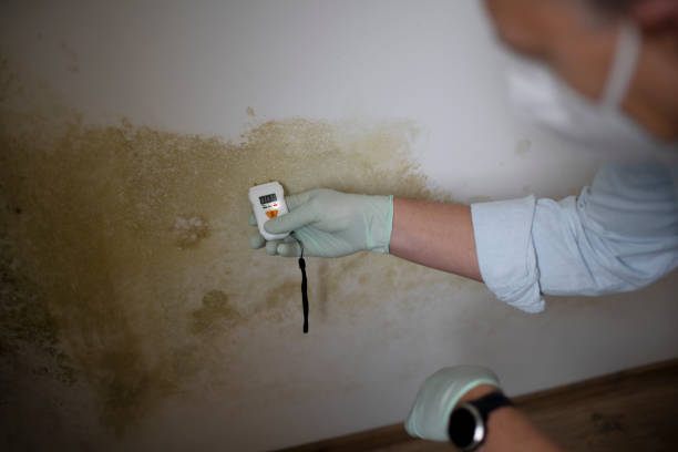 Best Mold Remediation Services  in Arapahoe, NE