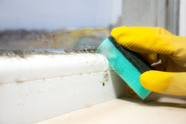 Best Commercial Mold Removal  in Arapahoe, NE