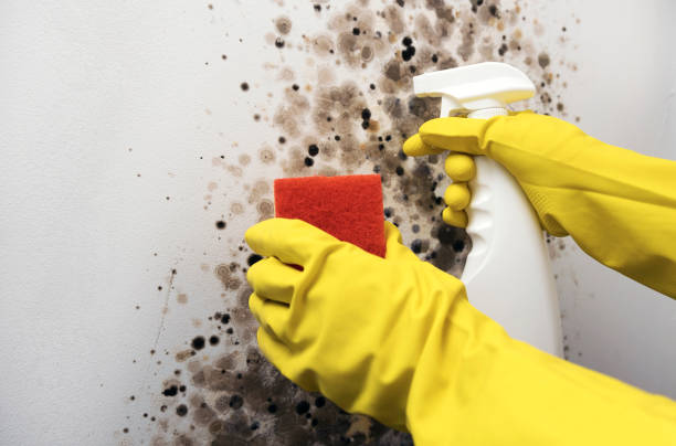 Best Crawl Space Mold Removal  in Arapahoe, NE