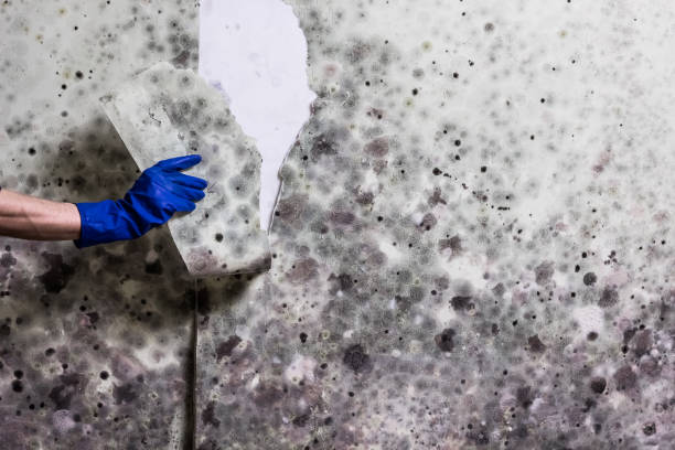 Best Residential Mold Removal  in Arapahoe, NE